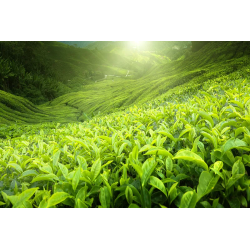 Herbata czarna liściasta Loyd Yunnan 80 g