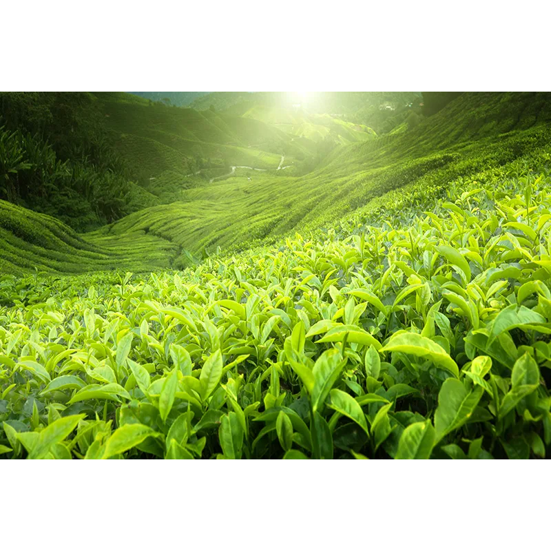 Loyd Yunnan loose-leaf black tea, 80 g