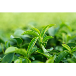 Loyd Lemon Black Tea, 20 tea bags