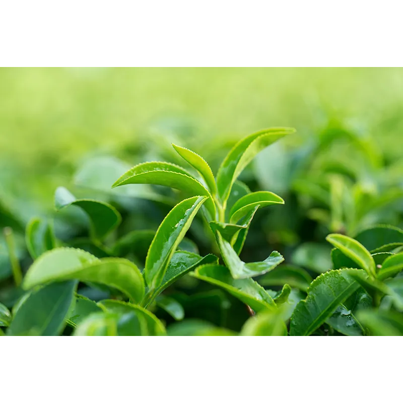 Loyd Lemon Black Tea, 20 tea bags