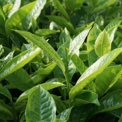 Herbata Horeca Loyd Gold Tea 100 torebek
