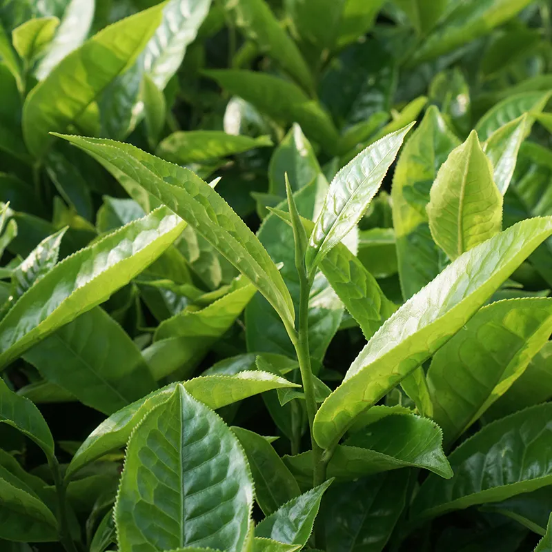 Horeca Loyd Gold Tea, 100 bags