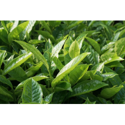 Herbata czarna Minutka Earl Grey 40 torebek