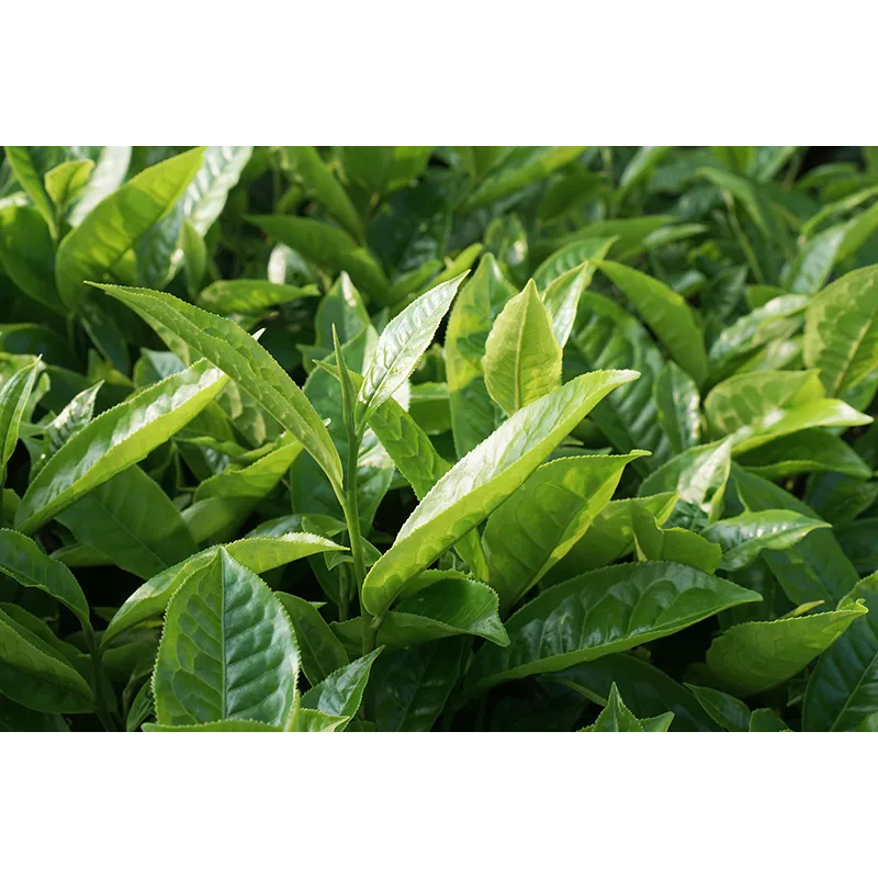 Minutka Earl Grey black tea, 40 bags