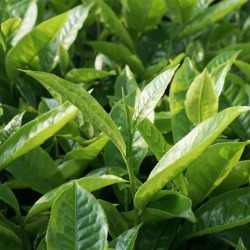 Herbata Horeca Loyd Ceylon 100 torebek