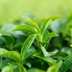 HER.LOYD EARL GREY RA (50x2g) PYR.