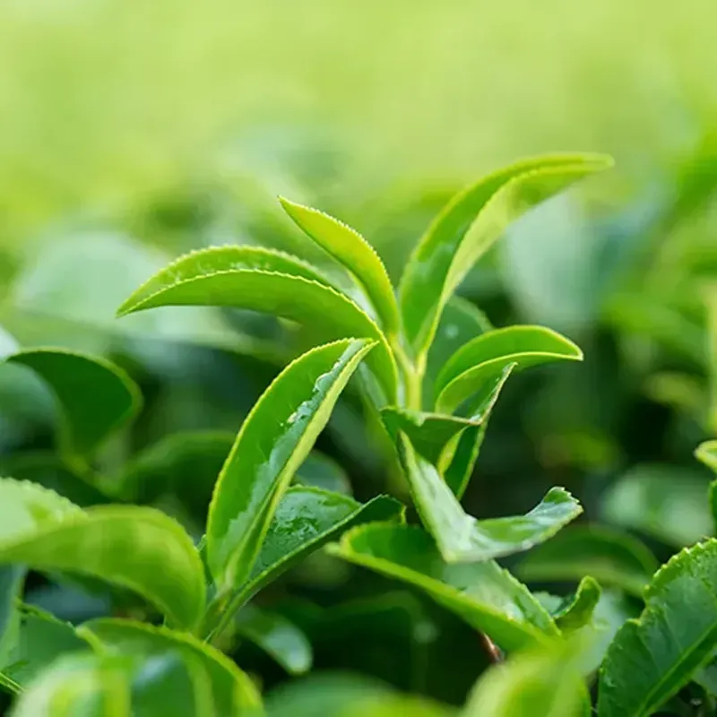 HER.LOYD EARL GREY RA (50x2g) PYR.