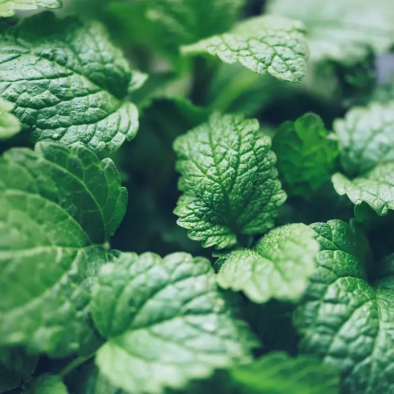 Herbata Zielona Loyd z mięta 20 piramidek
