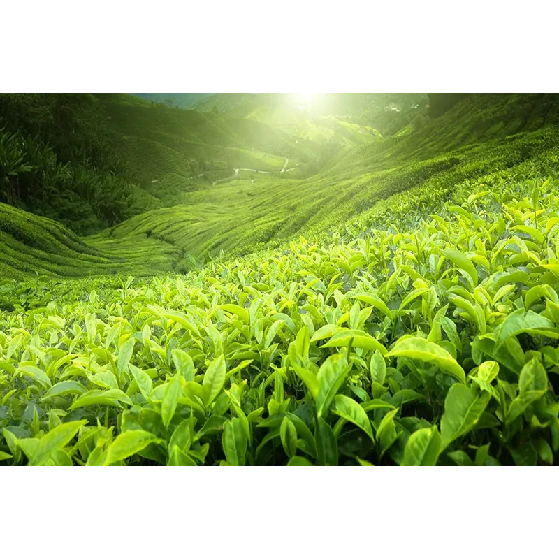 Minutka lemon-flavoured black tea, 80 bags