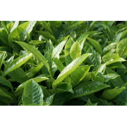 Herbata Czarna Granulowana Minutka 150g