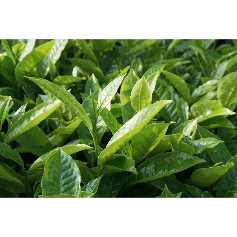 Herbata Czarna Granulowana Minutka 150g
