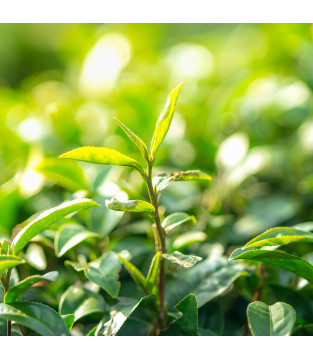 HORECA PREMIUM BLACK TEA 20x2g