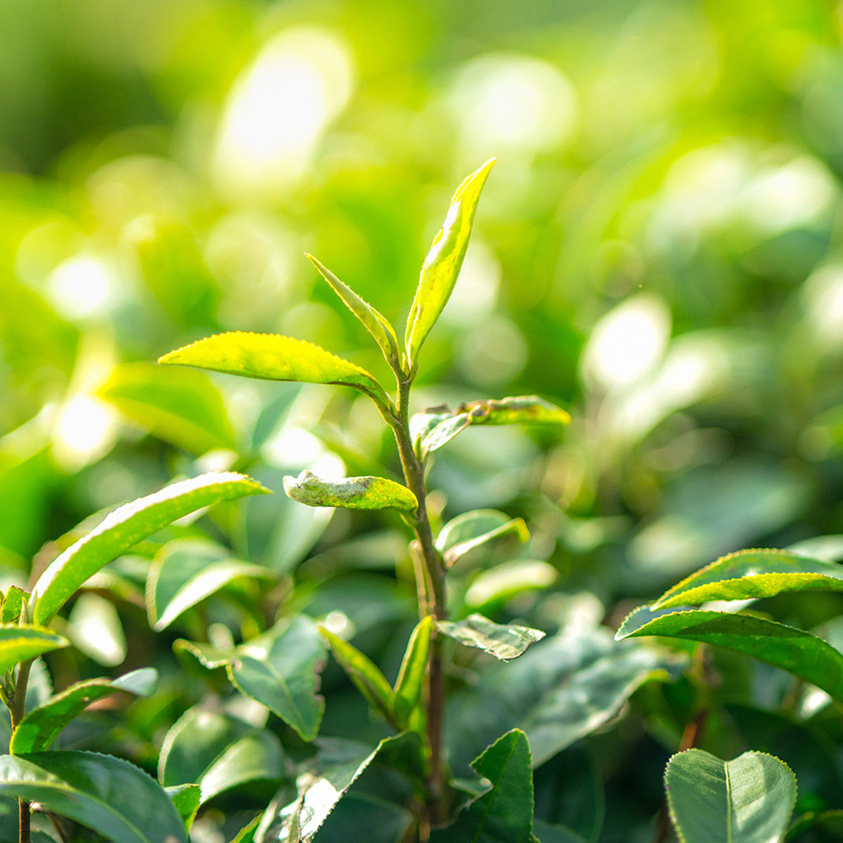 HORECA PREMIUM BLACK TEA 20x2g