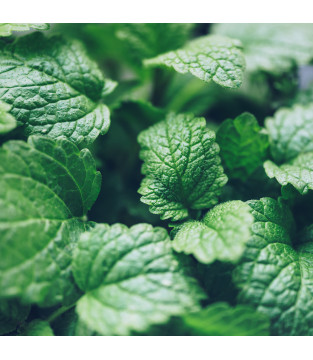 HERBATA HORECA MINT MIĘTA 20x2g PIRAMIDKI PREMIUM