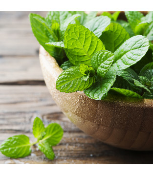 HORECA MINT TEA 20x2g PREMIUM PYRAMID BAGS