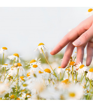 HERBATA HORECA RUMIANEK CAMOMILE 20X1,5G PIRAMIDKI PREMIUM