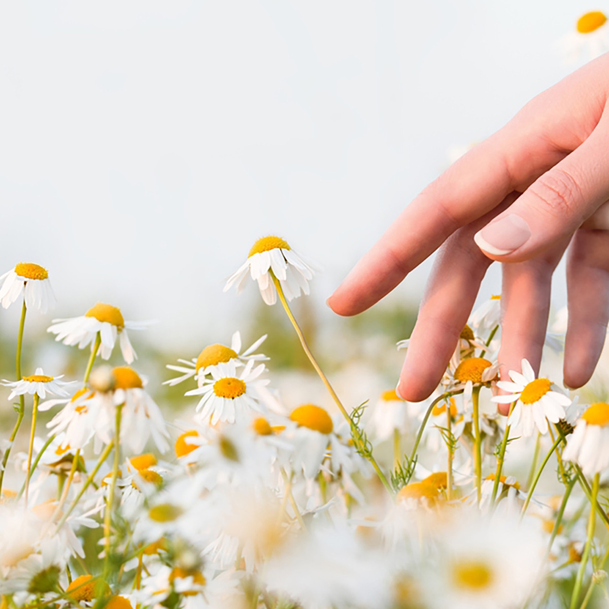 HERBATA HORECA RUMIANEK CAMOMILE 20X1,5G PIRAMIDKI PREMIUM