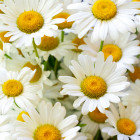 HERBATA HORECA RUMIANEK CAMOMILE 20X1,5G PIRAMIDKI PREMIUM