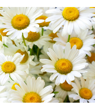 HERBATA HORECA RUMIANEK CAMOMILE 20X1,5G PIRAMIDKI PREMIUM