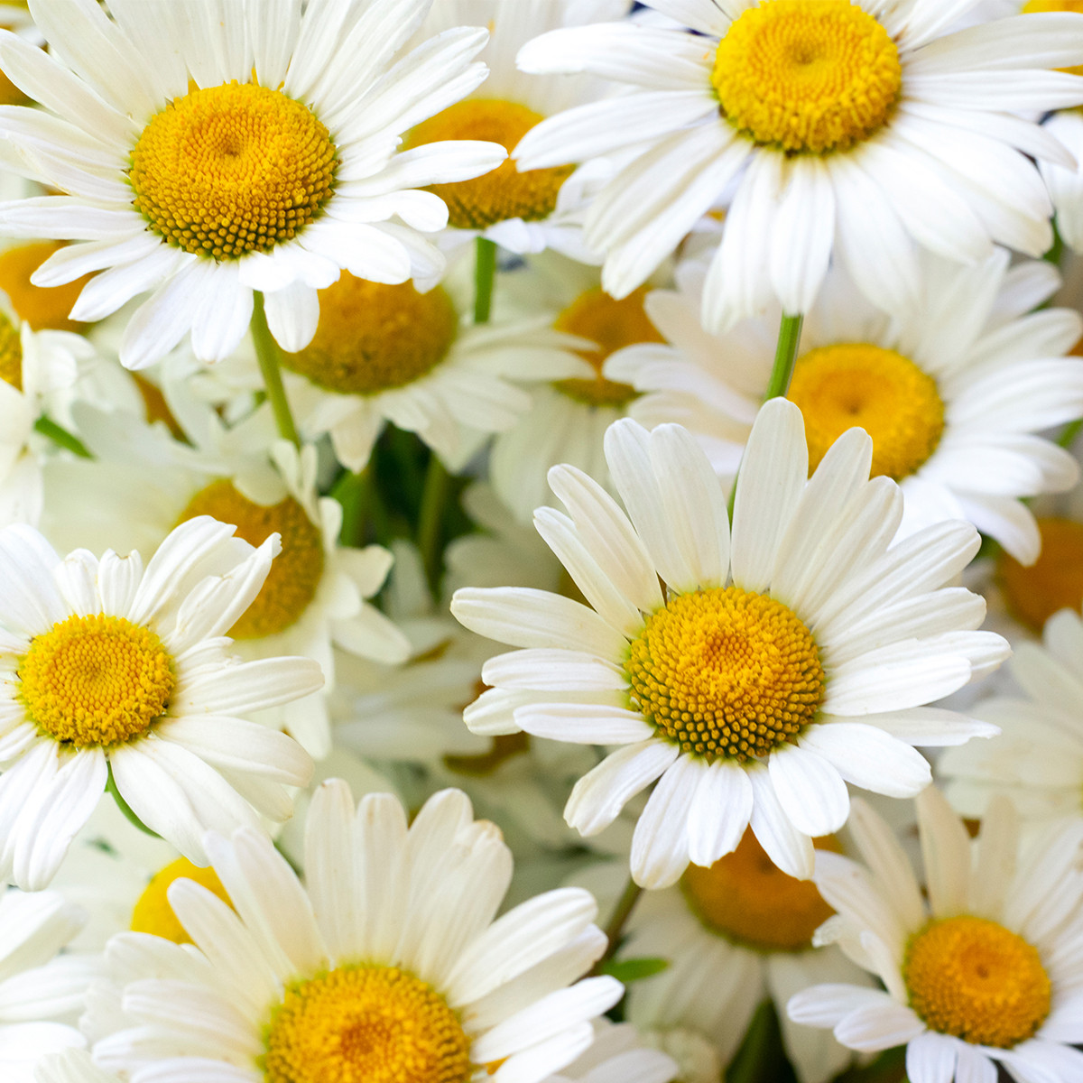 HERBATA HORECA RUMIANEK CAMOMILE 20X1,5G PIRAMIDKI PREMIUM