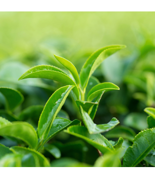 Herbata Czarna Granulowana Minutka 150g