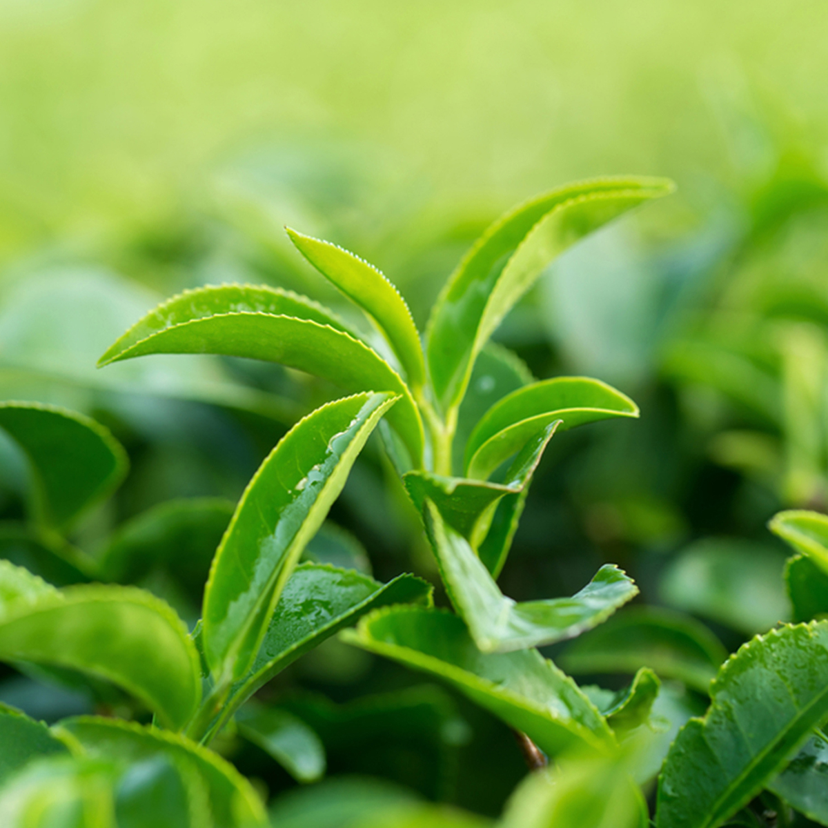 Herbata Czarna Granulowana Minutka 150g