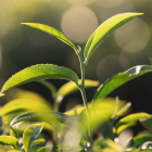 Minutka herbata zielona 100 torebek