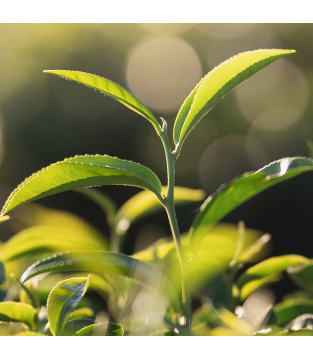 Minutka herbata zielona 100 torebek