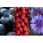 HERBATA CZARNA AROMATYZOWANA SPRING HARMONY 20 SASZETEK