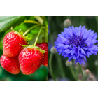 HERBATA CZARNA AROMATYZOWANA BERRY GLAMOUR 20 SASZETEK HERBATA CZARNA AROMATYZOWANA BERRY GLAMOUR 20 SASZETEK