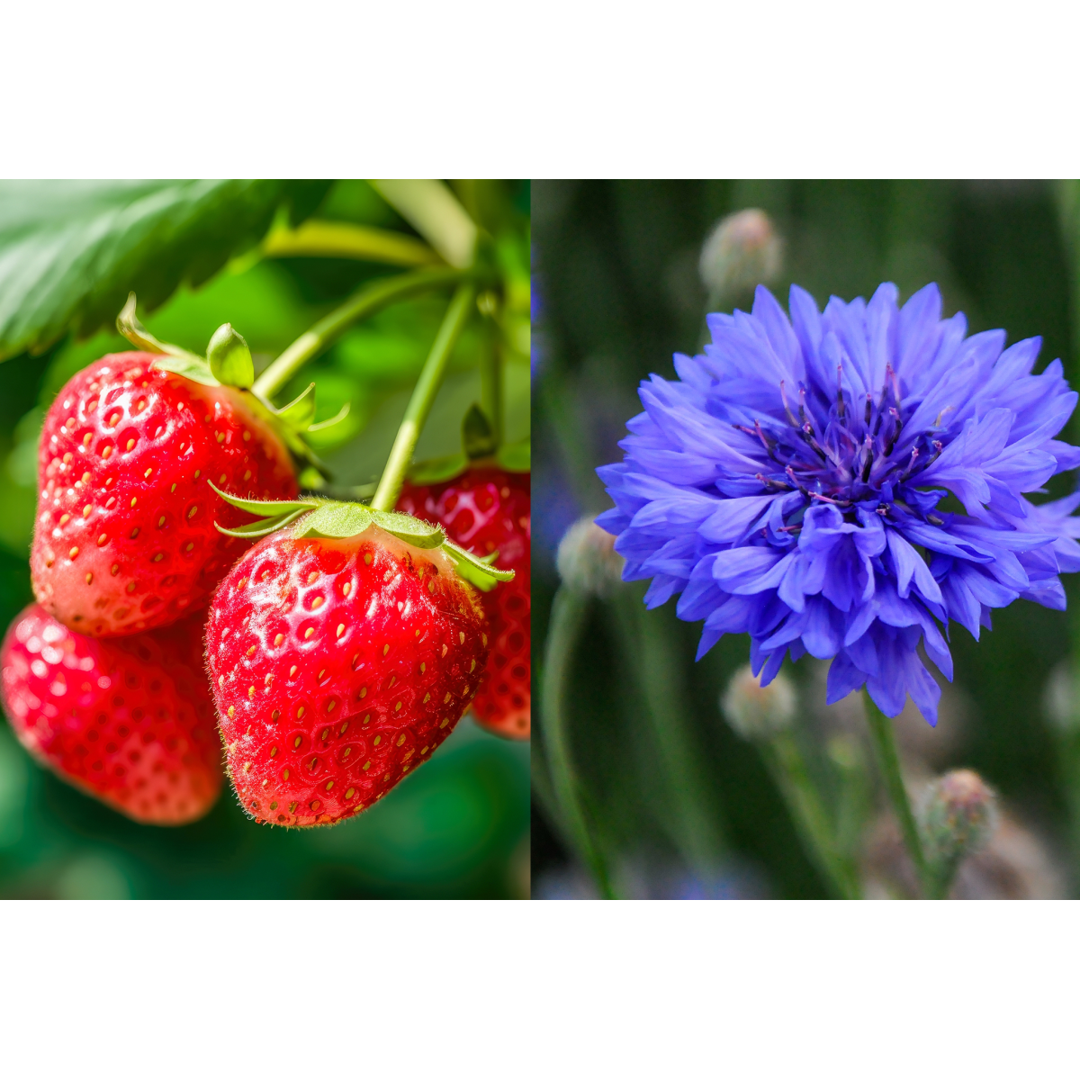 HERBATA CZARNA AROMATYZOWANA BERRY GLAMOUR 20 SASZETEK