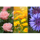 HERBATA CZARNA AROMATYZOWANA MOONLIGHT GARDEN