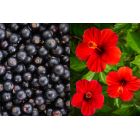 HERBATKA OWOCOWA HOT&COLD PORZECZKA I HIBISKUS 2Gx15