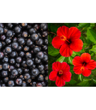 HER.HOT&COLD BLACCURRANT&HIBIS (2Gx15)*8