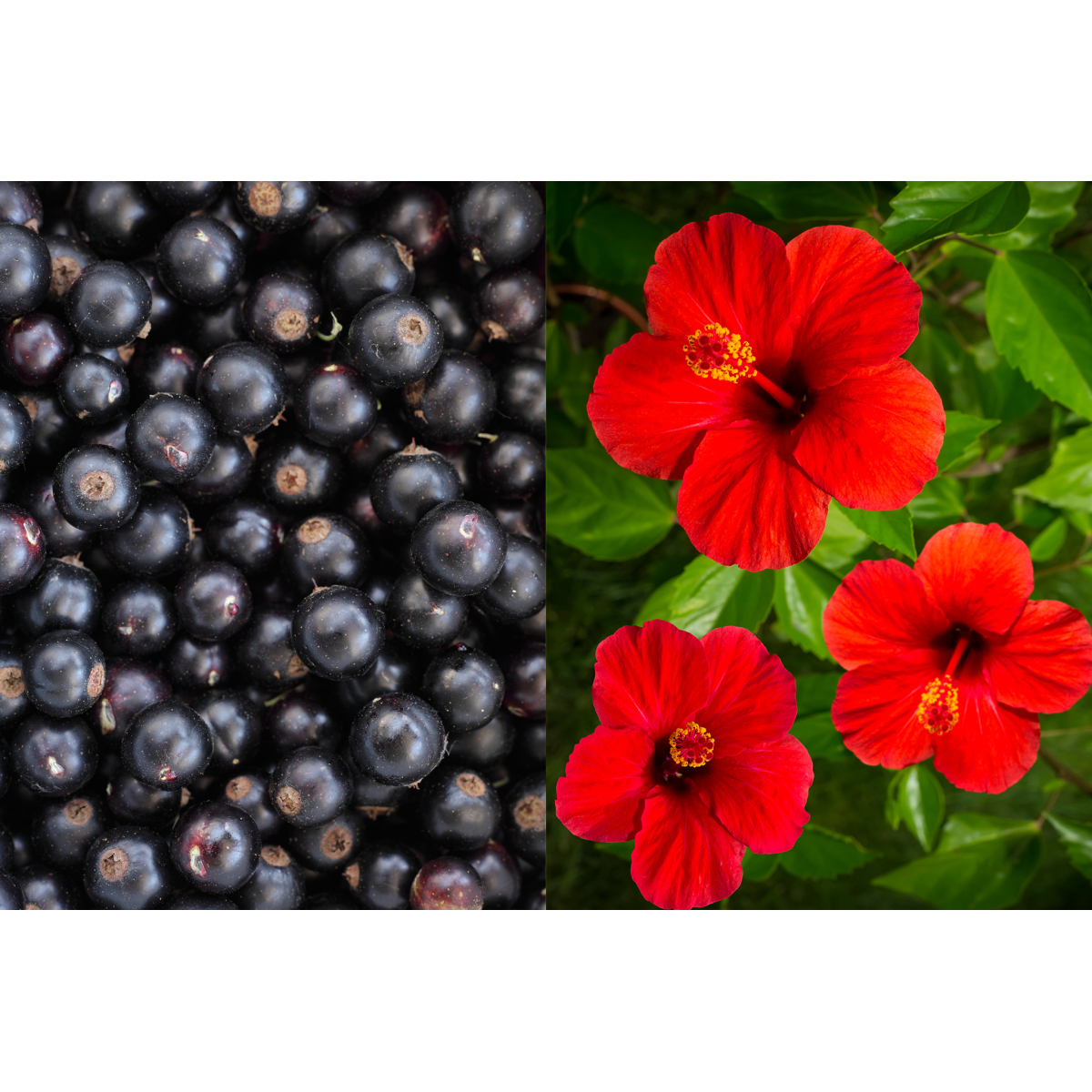 HERBATKA OWOCOWA HOT&COLD PORZECZKA I HIBISKUS 2Gx15