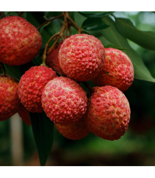 Lychee, Cherry and Matcha – 10 sachets, mixed flavours