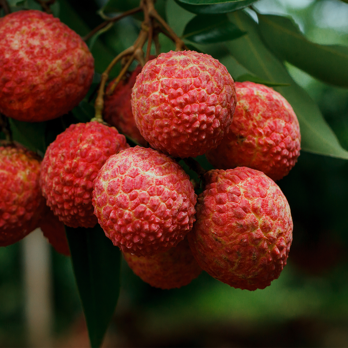 Lychee, Cherry and Matcha – 10 sachets, mixed flavours